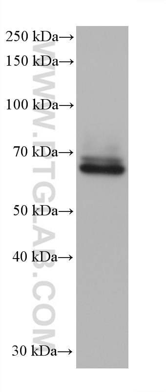 Western Blot (WB) analysis of THP-1 cells using CD33 Monoclonal antibody (67135-2-Ig)