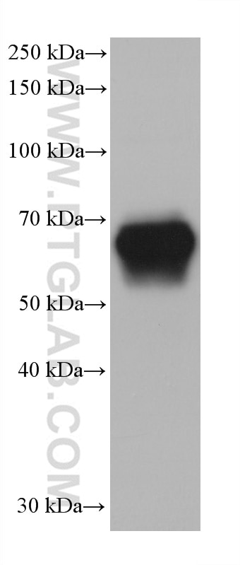 Western Blot (WB) analysis of Mo7e cells using CD33 Monoclonal antibody (67135-2-Ig)