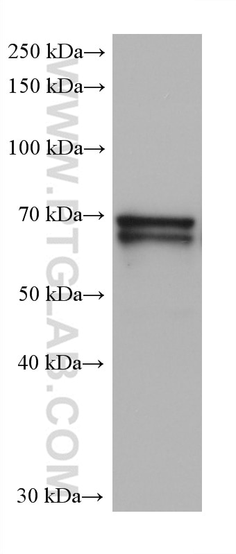 Western Blot (WB) analysis of U-937 cells using CD33 Monoclonal antibody (67135-2-Ig)