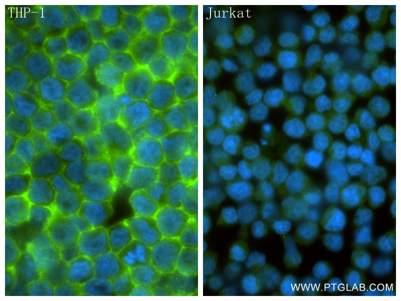 Immunofluorescent analysis of (4% PFA) fixed THP-1 cells using CD33 antibody (84341-3-RR, Clone: 241711D2 ) at dilution of 1:1000 and CoraLite®488-Conjugated Goat Anti-Rabbit IgG(H+L) (SA00013-2). Immunofluorescence (IF) / fluorescent staining of THP-1 cells using CD33 Recombinant monoclonal antibody (84341-3-RR)