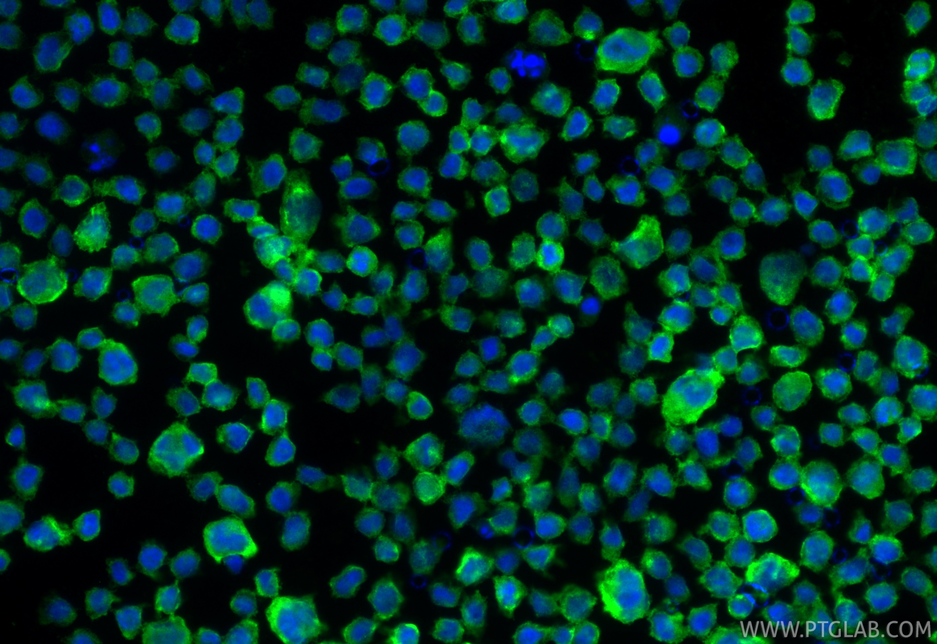 IF Staining of THP-1 using 84341-3-RR Immunofluorescence (IF) / fluorescent staining of THP-1 cells using CD33 Recombinant monoclonal antibody (84341-3-RR)