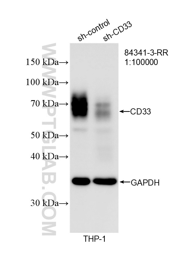 Western Blot (WB) analysis of THP-1 cells using CD33 Recombinant antibody (84341-3-RR)