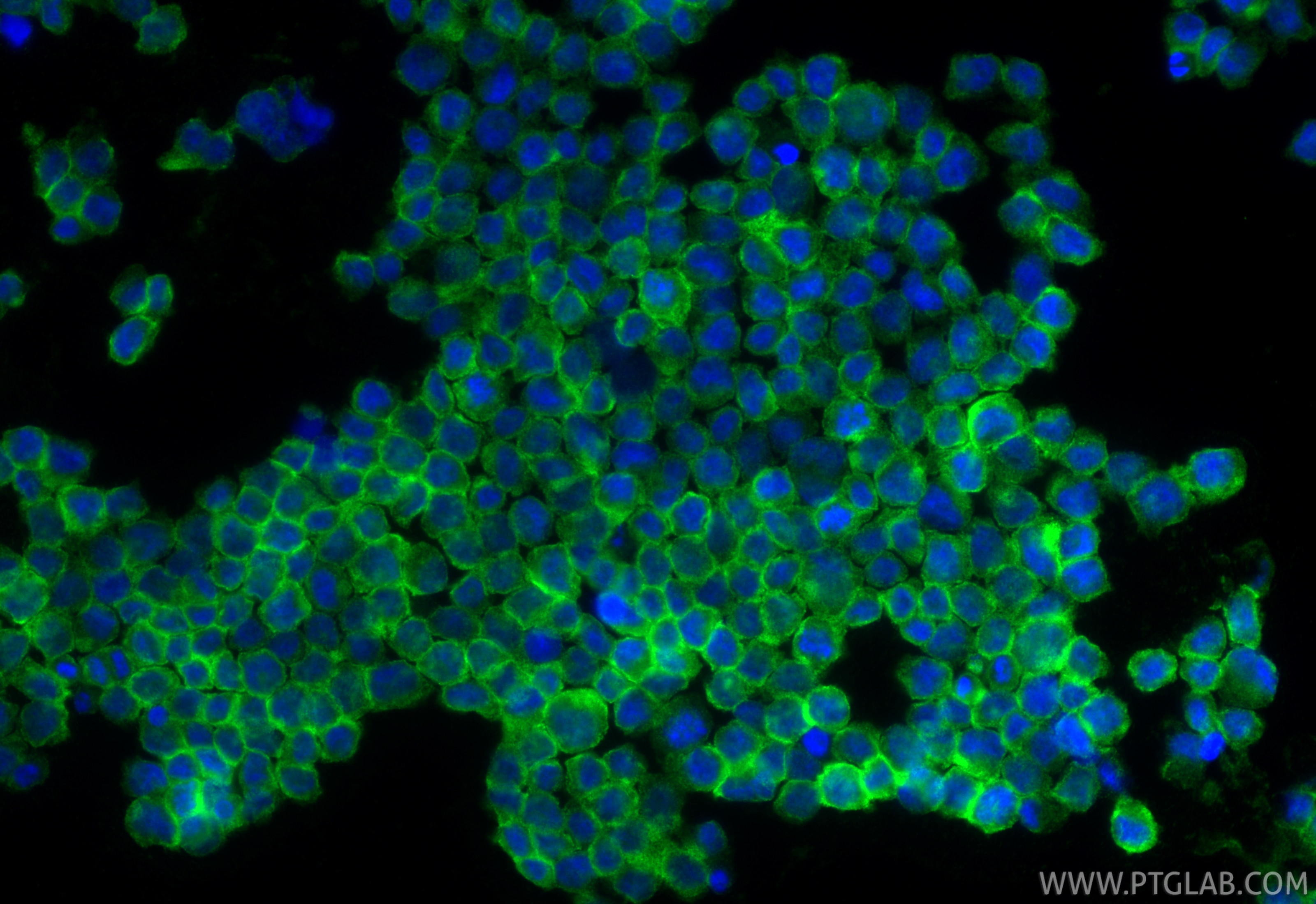 Immunofluorescence (IF) / fluorescent staining of THP-1 cells using CD33 Recombinant monoclonal antibody (84341-6-RR)