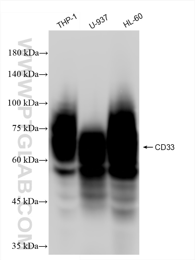 Western Blot (WB) analysis of various lysates using CD33 Recombinant monoclonal antibody (84341-6-RR)