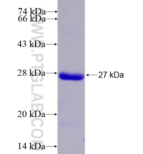 CD33 fusion protein Ag11402 SDS-PAGE