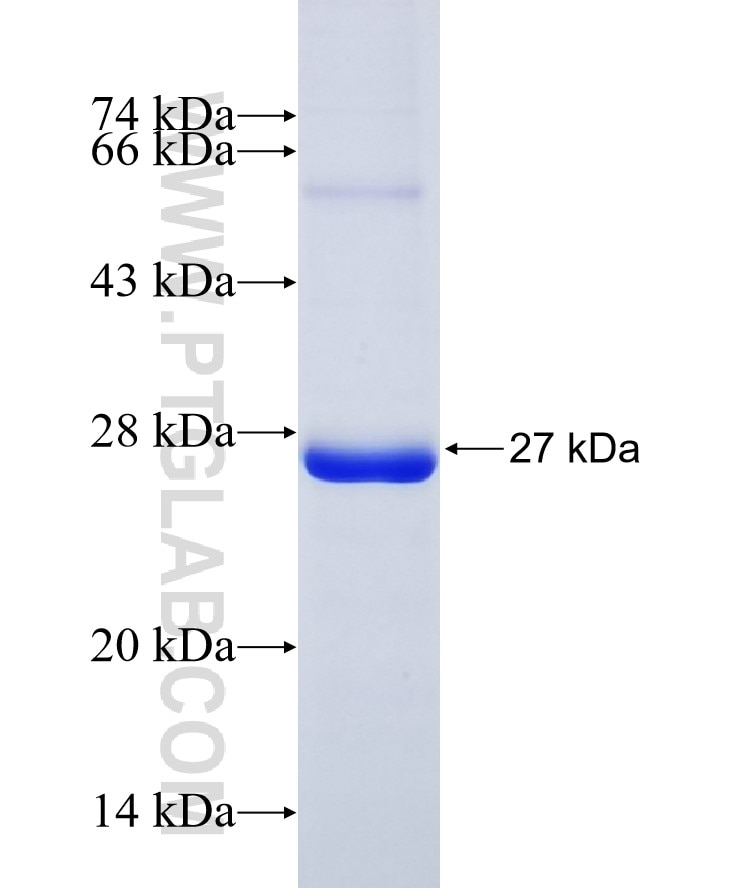 CD33 fusion protein Ag11402 SDS-PAGE