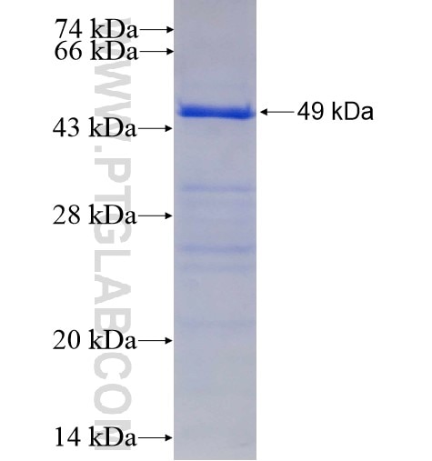 CD33 fusion protein Ag11490 SDS-PAGE