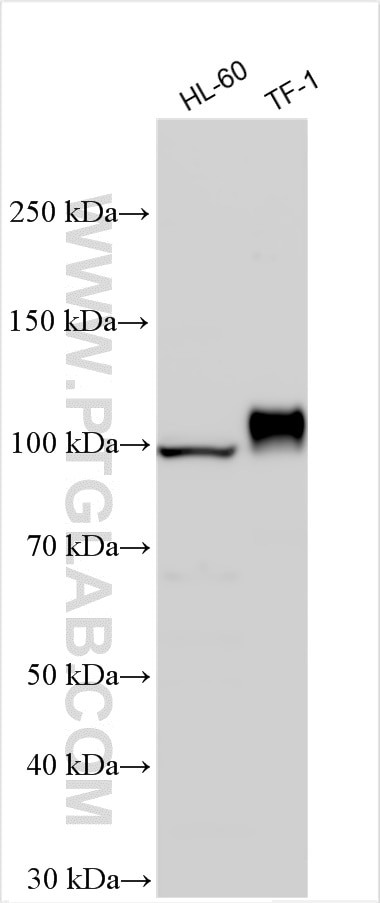 Western Blot (WB) analysis of various lysates using CD34 Polyclonal antibody (14486-1-AP)
