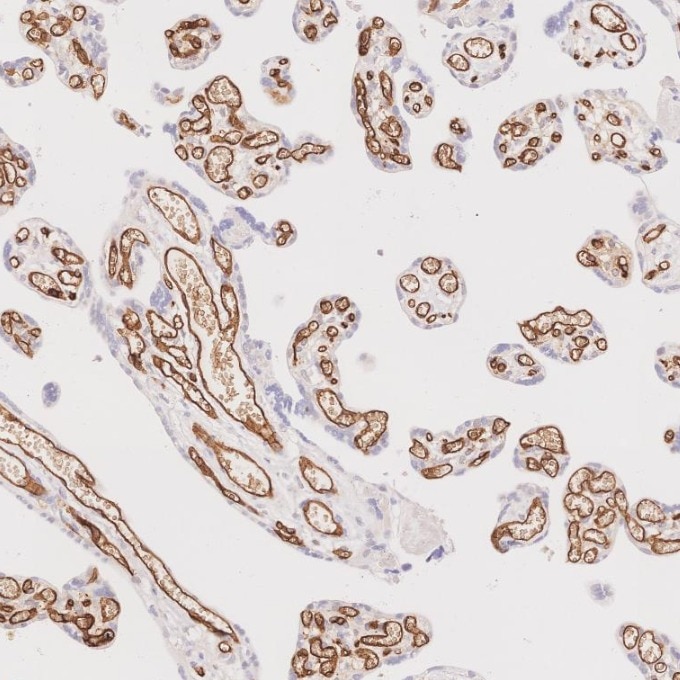 Immunohistochemistry (IHC) staining of human placenta tissue using CD34 Recombinant monoclonal antibody (84242-5-RR)