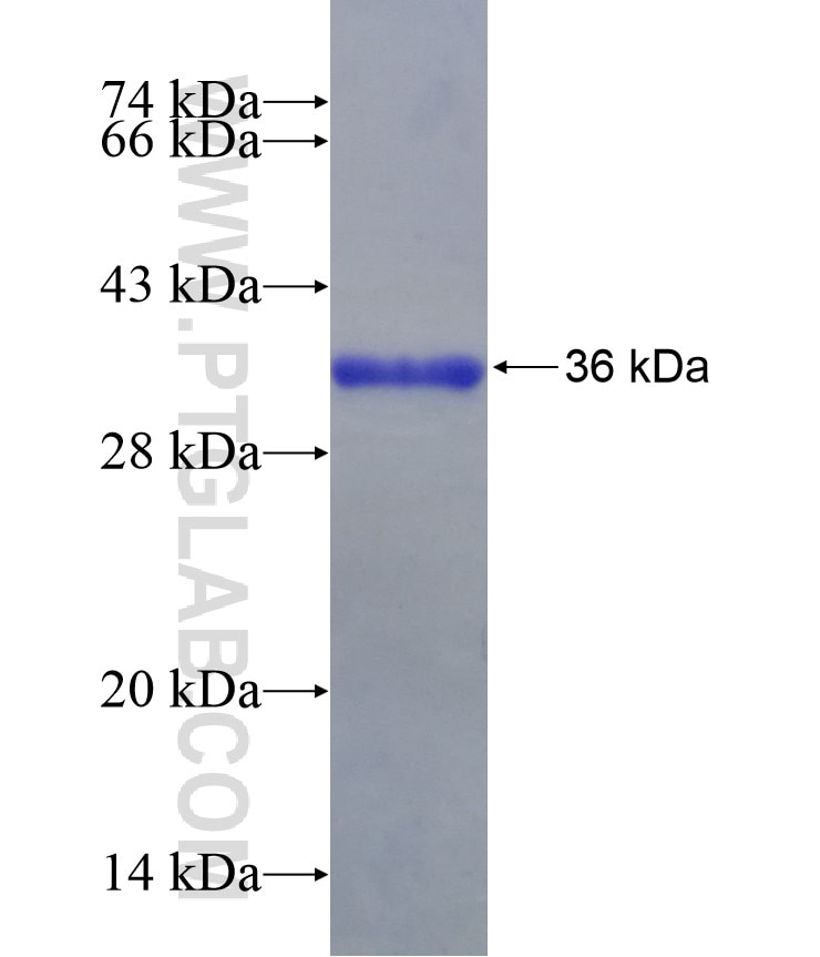 CD34 fusion protein Ag29270 SDS-PAGE