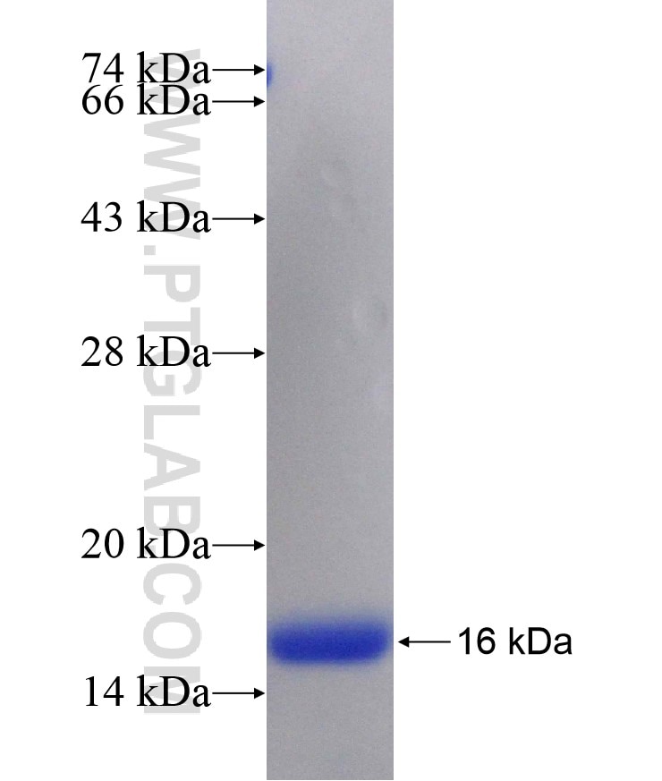 CD34 fusion protein Ag29276 SDS-PAGE