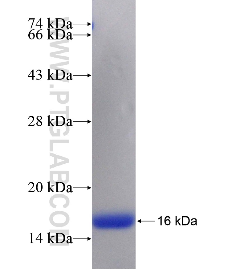 CD34 fusion protein Ag29276 SDS-PAGE