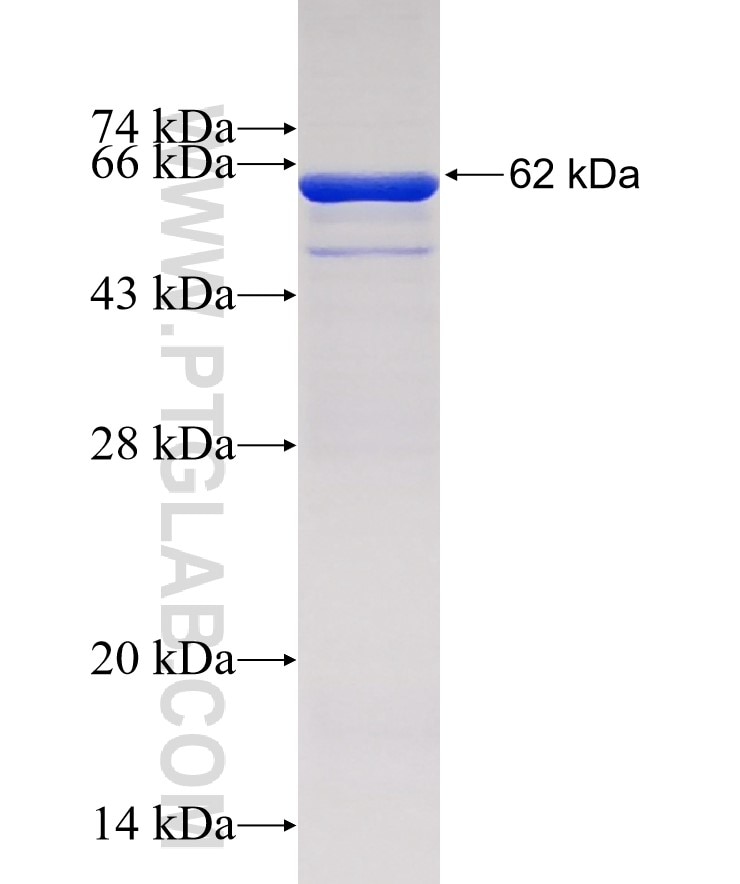 CD34 fusion protein Ag5887 SDS-PAGE