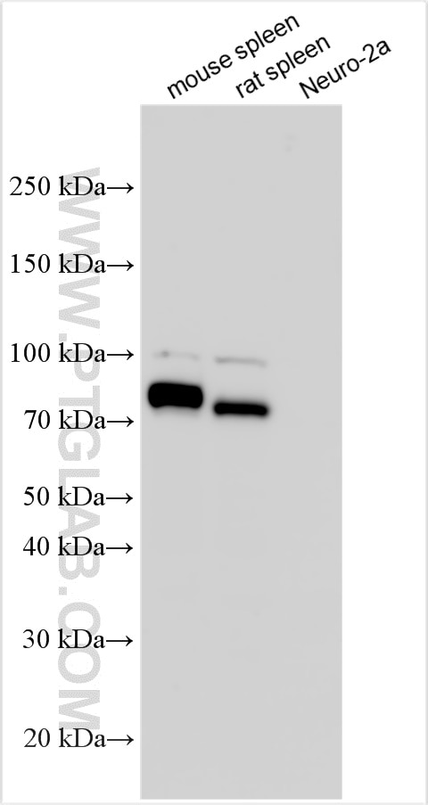 Western Blot (WB) analysis of various lysates using CD36 Polyclonal antibody (32731-1-AP)