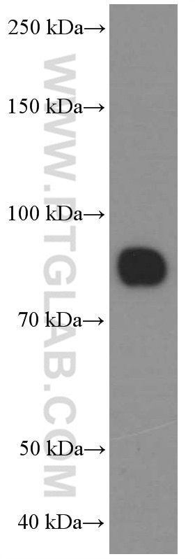 Western Blot (WB) analysis of human heart tissue using CD36 Monoclonal antibody (66395-1-Ig)