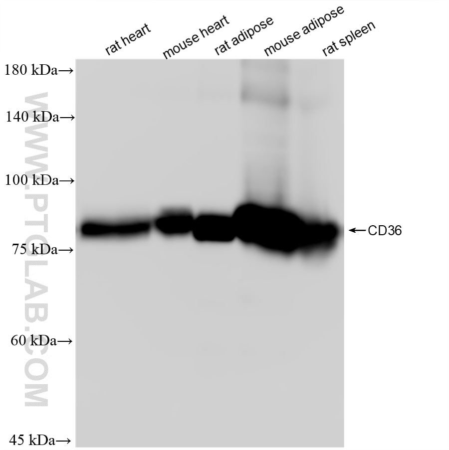 Western Blot (WB) analysis of various lysates using CD36 Recombinant monoclonal antibody (86246-6-RR)