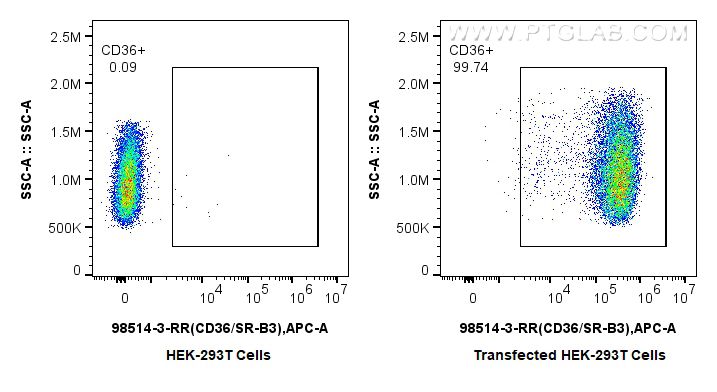 Flow cytometry (FC) experiment of Transfected HEK-293T cells using Anti-Rat CD36 Rabbit Recombinant Antibody (98514-3-RR)