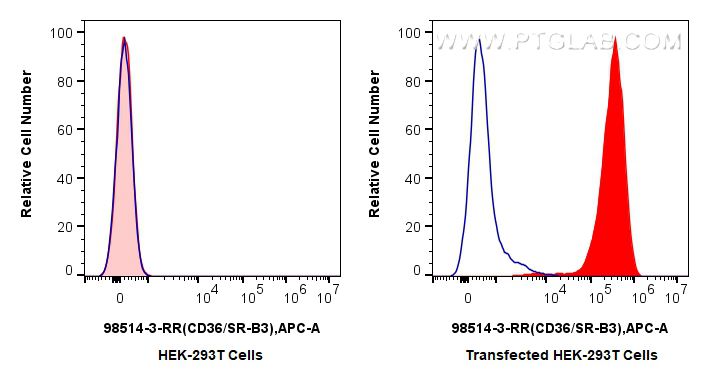 Flow cytometry (FC) experiment of Transfected HEK-293T cells using Anti-Rat CD36 Rabbit Recombinant Antibody (98514-3-RR)