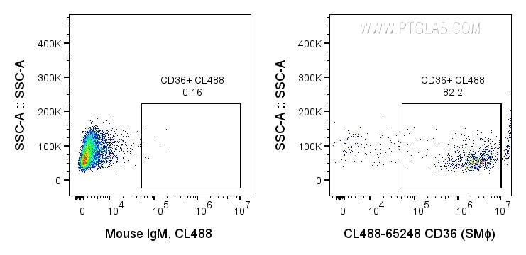 CD36