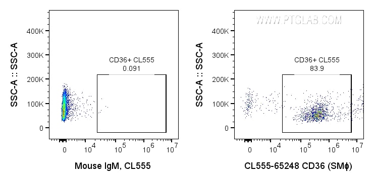 CD36