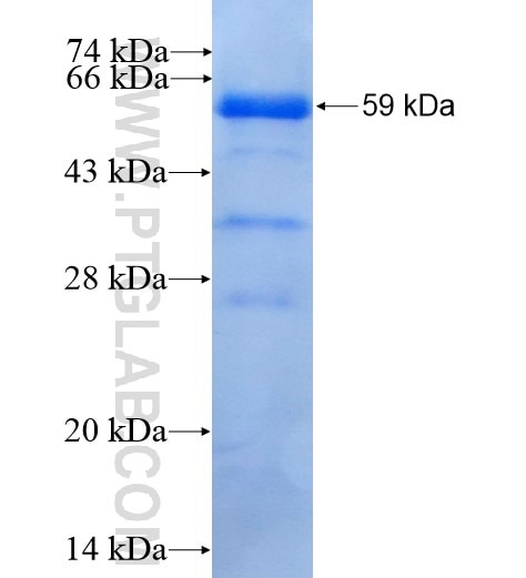 CD36 fusion protein Ag13541 SDS-PAGE