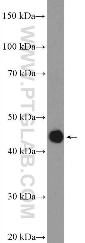 Western Blot (WB) analysis of rat spleen tissue using CD37 Polyclonal antibody (21044-1-AP)