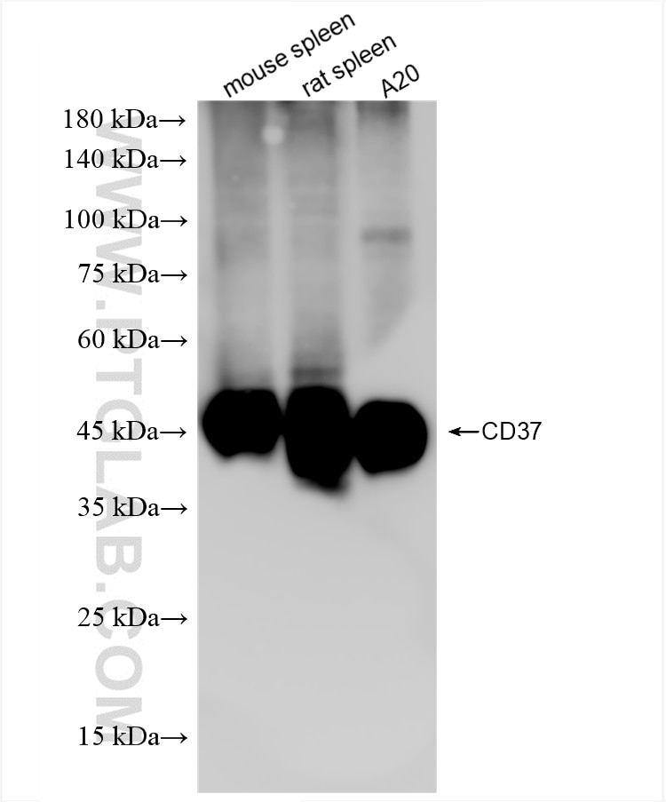 Western Blot (WB) analysis of various lysates using CD37 Recombinant antibody (85917-1-RR)
