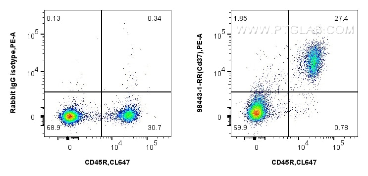 Flow cytometry (FC) experiment of mouse splenocytes using Anti-Mouse CD37 Rabbit Recombinant Antibody (98443-1-RR)