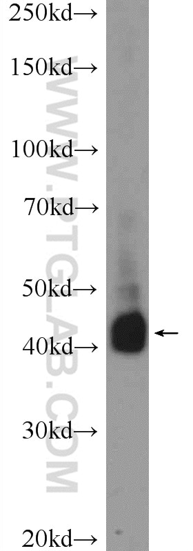 Western Blot (WB) analysis of HL-60 cells using CD38 Polyclonal antibody (25284-1-AP)