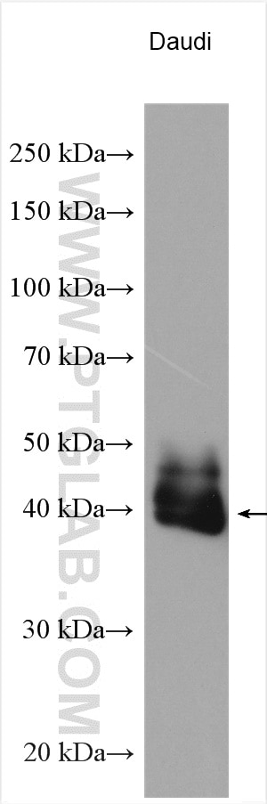 Western Blot (WB) analysis of Daudi cells using CD38 Polyclonal antibody (25284-1-AP)