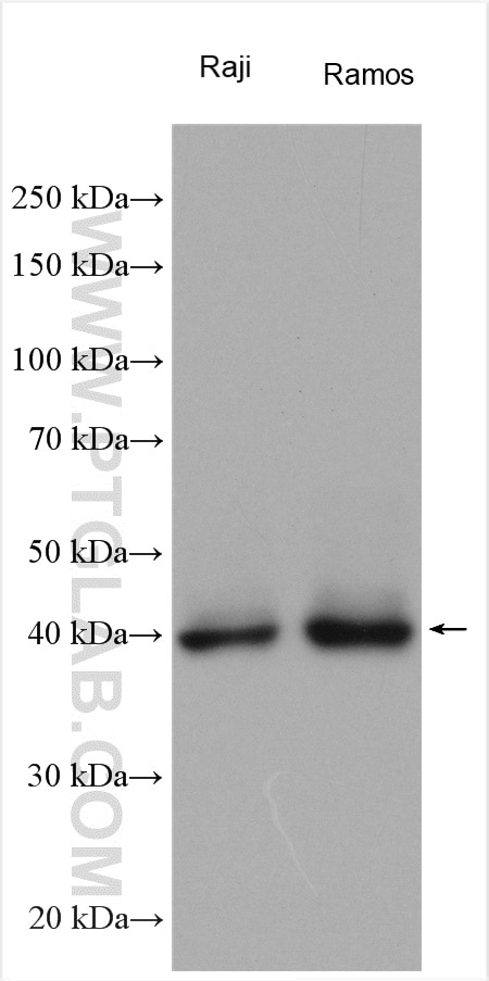 Western Blot (WB) analysis of various lysates using CD38 Polyclonal antibody (25284-1-AP)