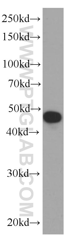 Western Blot (WB) analysis of Jurkat cells using CD38 Monoclonal antibody (60006-1-Ig)