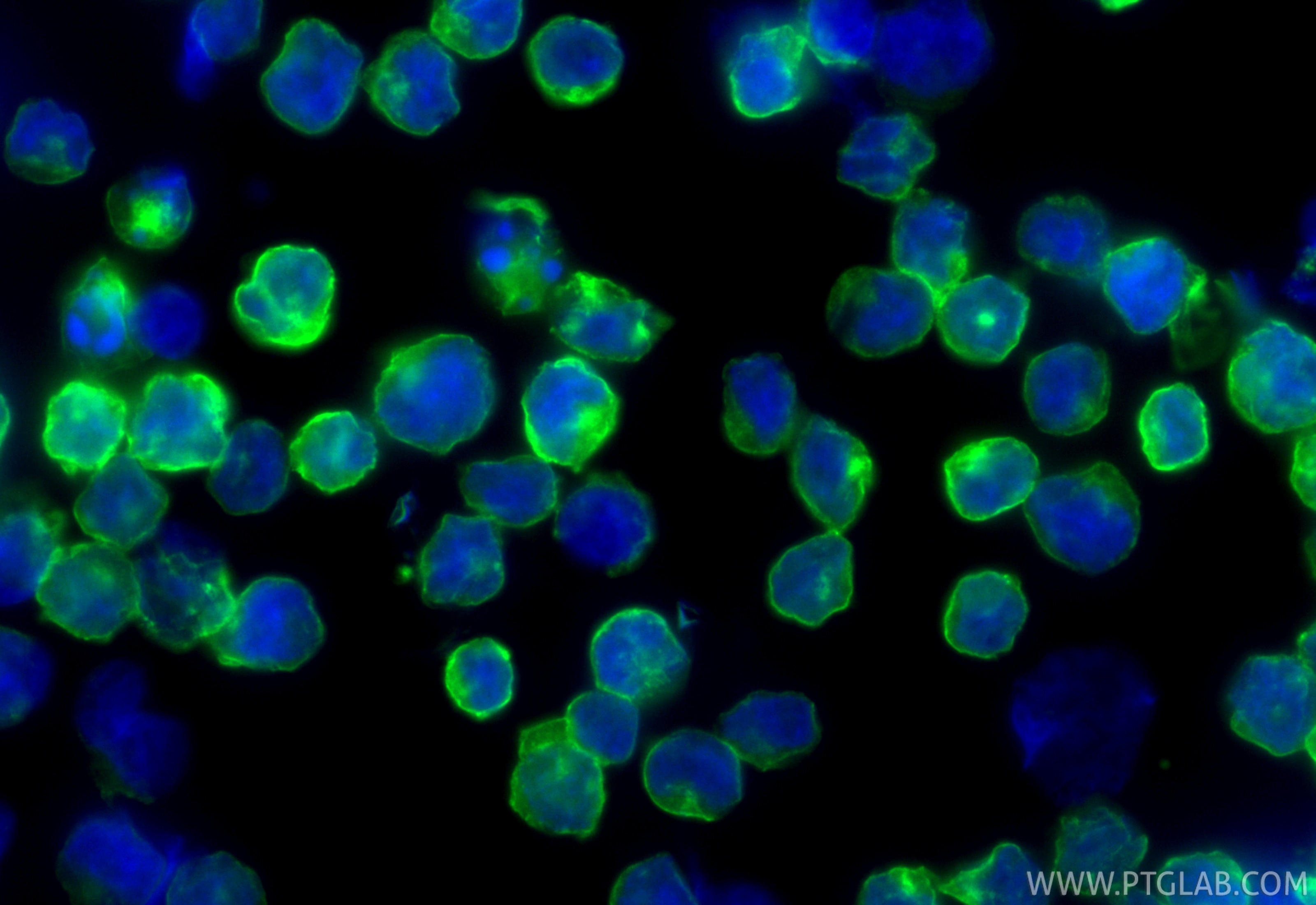 Immunofluorescent analysis of (4% PFA) fixed Raji cells using CoraLite® Plus 488 CD38 antibody (CL488-84070-6, Clone: 241246D5 ) at dilution of 1:200. Immunofluorescence (IF) / fluorescent staining of Raji cells using CoraLite® Plus 488-conjugated CD38 Recombinant mon (CL488-84070-6)