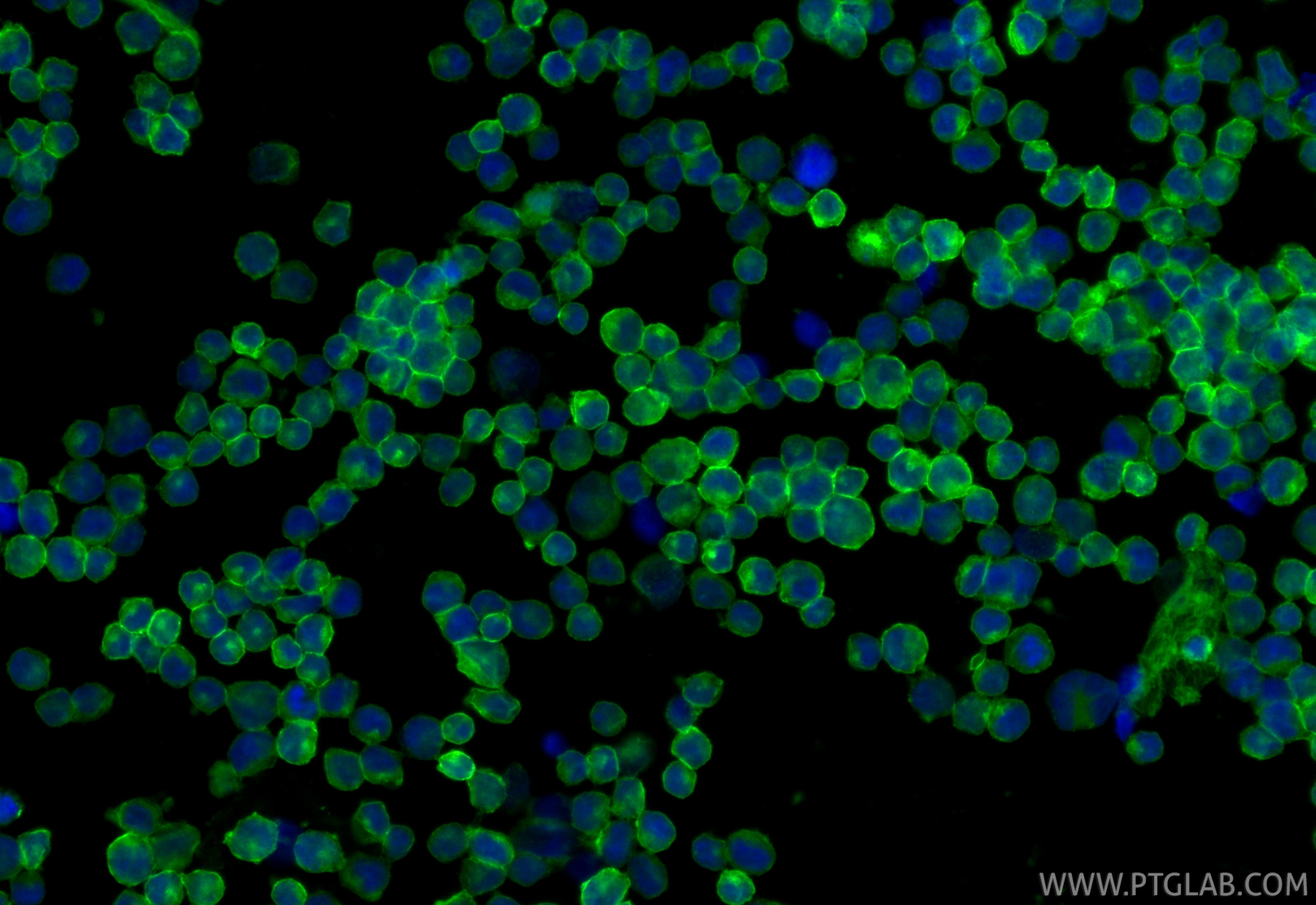 Immunofluorescence (IF) / fluorescent staining of Raji cells using CoraLite® Plus 488-conjugated CD38 Recombinant mon (CL488-84070)