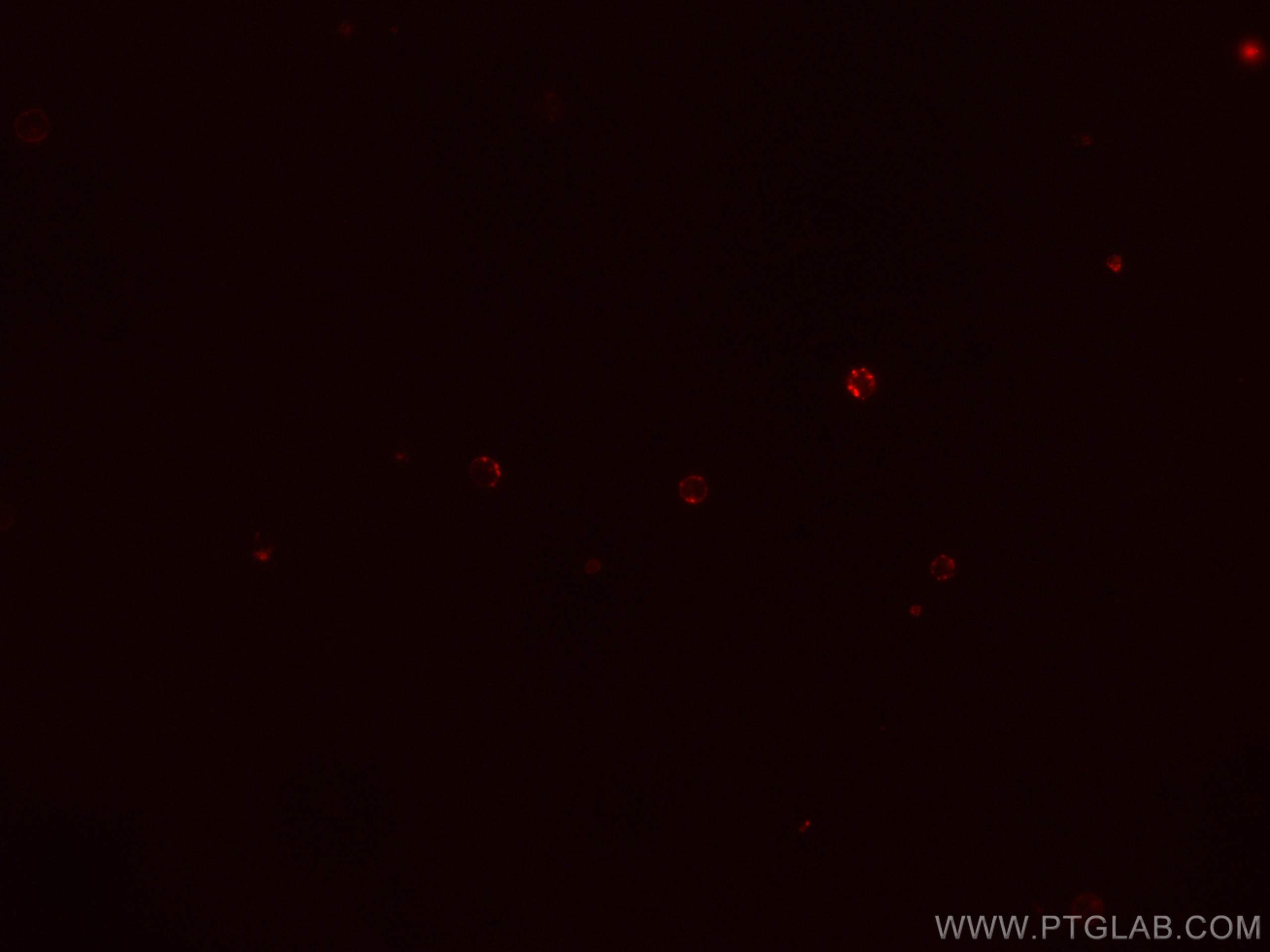 Immunofluorescence (IF) / fluorescent staining of mouse splenocytes using CoraLite® Plus 647 Anti-Mouse CD38 (90) (CL647-65059)