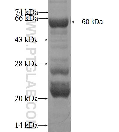 CD38 fusion protein Ag0487 SDS-PAGE