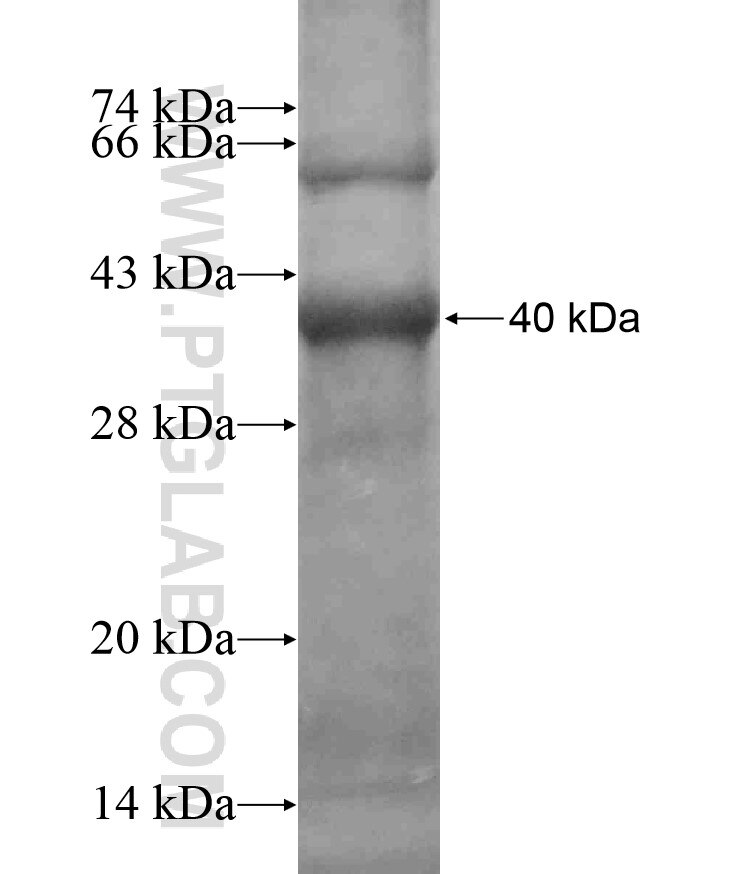 CD38 fusion protein Ag17868 SDS-PAGE