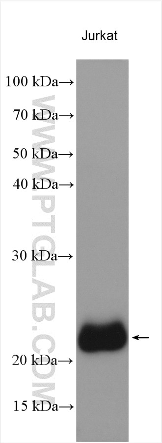 Western Blot (WB) analysis of various lysates using CD3 Delta Polyclonal antibody (16669-1-AP)