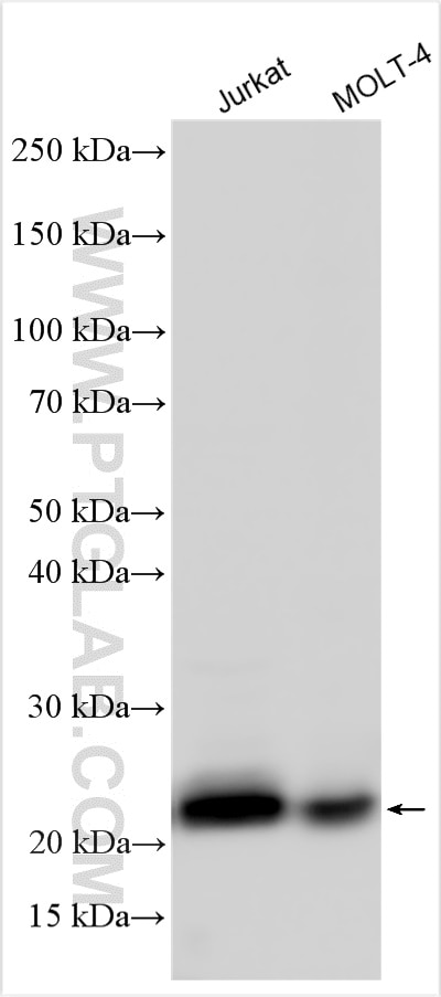 Western Blot (WB) analysis of various lysates using CD3 Delta Polyclonal antibody (16669-1-AP)