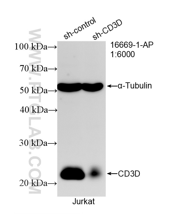 Western Blot (WB) analysis of Jurkat cells using CD3 Delta Polyclonal antibody (16669-1-AP)
