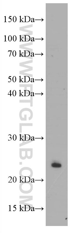 Western Blot (WB) analysis of jurkat cells using CD3 Delta Monoclonal antibody (60194-1-Ig)