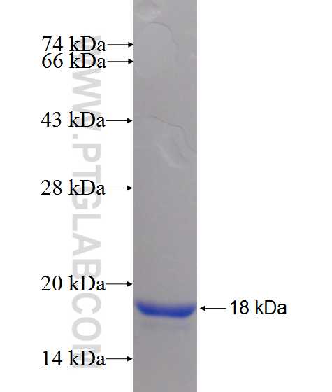 CD3D fusion protein Ag10207 SDS-PAGE
