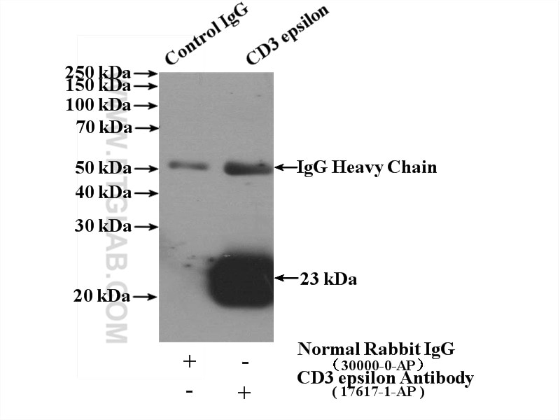 Immunoprecipitation (IP) experiment of Jurkat cells using CD3 Polyclonal antibody (17617-1-AP)