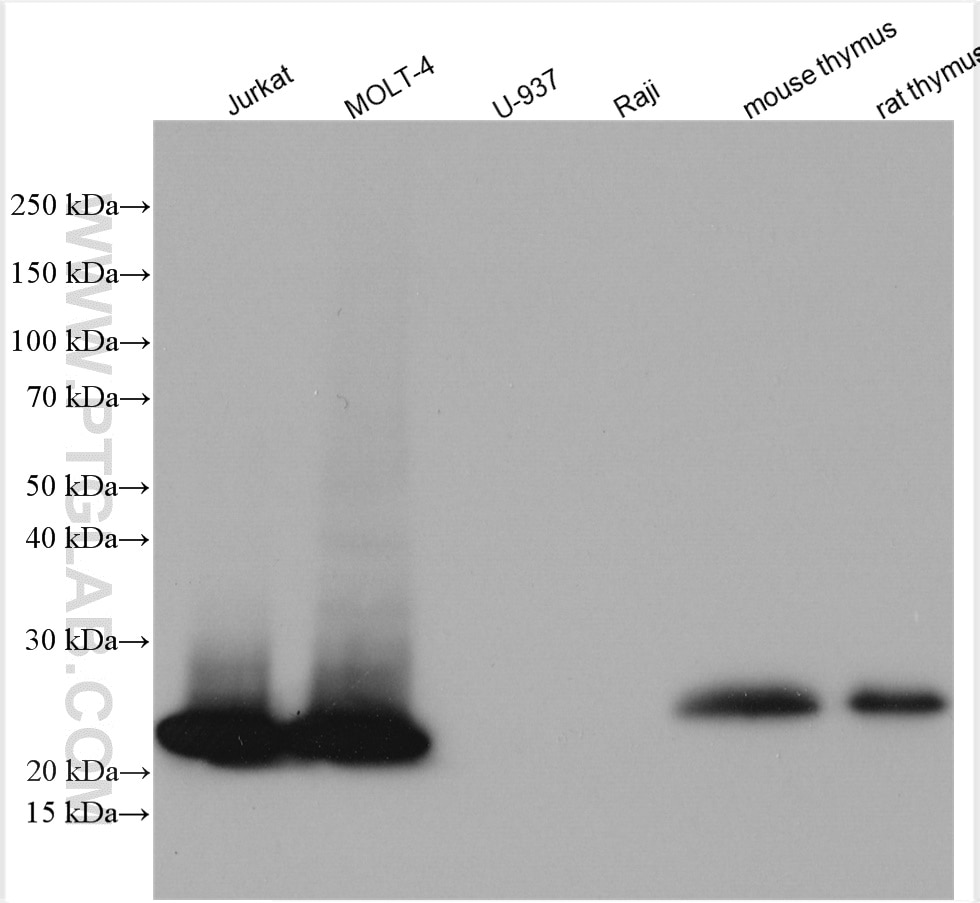 Western Blot (WB) analysis of various lysates using CD3 Polyclonal antibody (17617-1-AP)