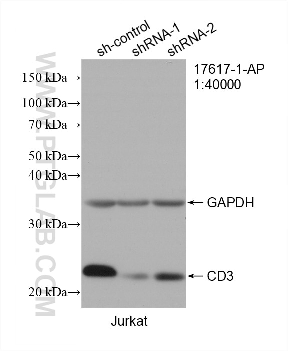 Western Blot (WB) analysis of Jurkat cells using CD3 Polyclonal antibody (17617-1-AP)