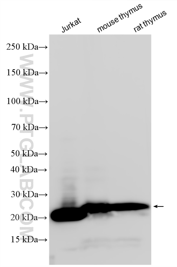 Western Blot (WB) analysis of various lysates using CD3 Polyclonal antibody (17617-1-AP)