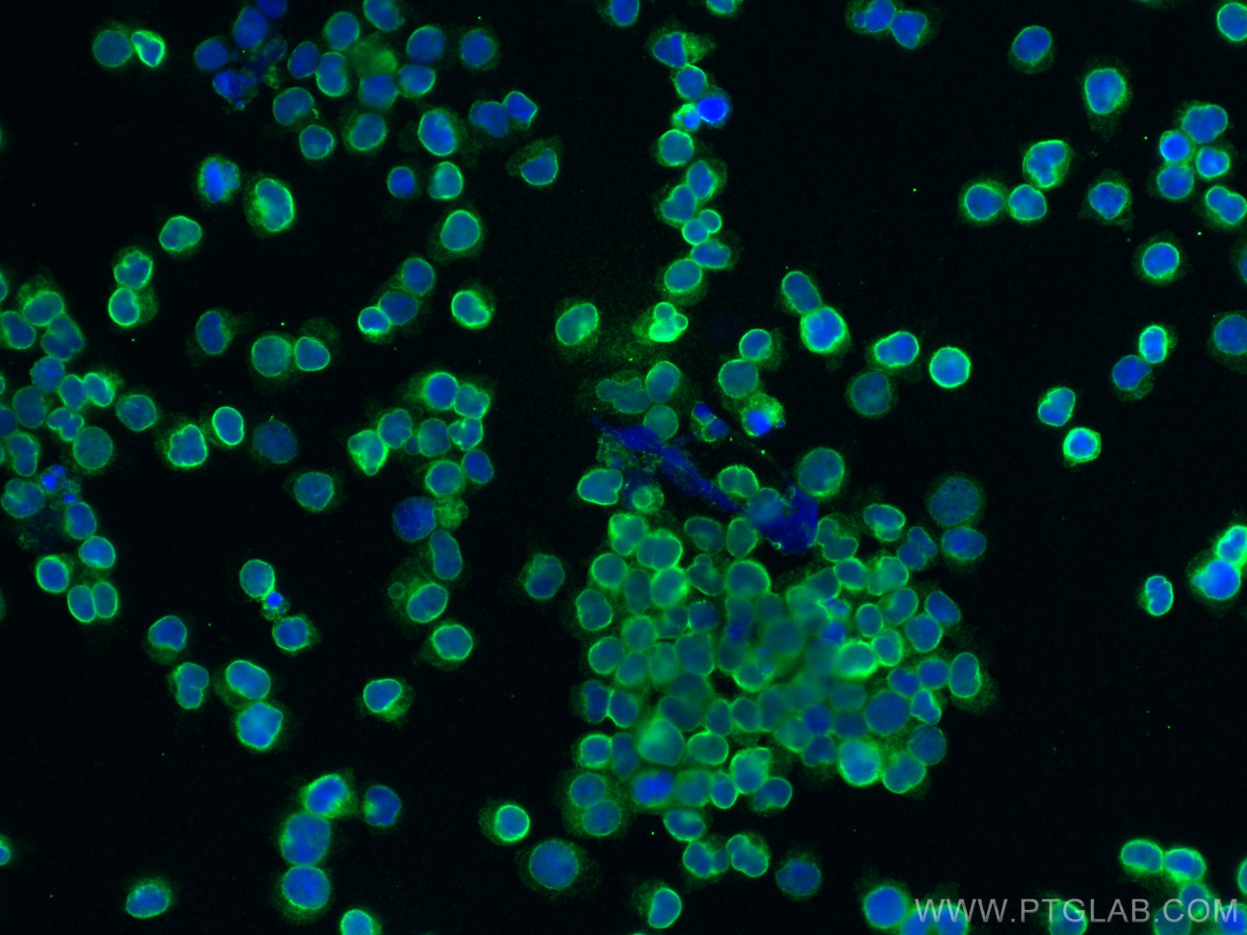 Immunofluorescence (IF) / fluorescent staining of Jurkat cells using CD3 Monoclonal antibody (60181-1-Ig)