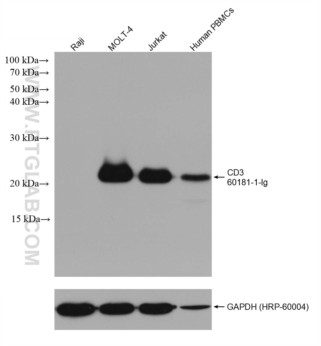 Western Blot (WB) analysis of various lysates using CD3 Monoclonal antibody (60181-1-Ig)