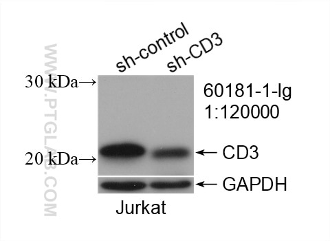 Western Blot (WB) analysis of Jurkat cells using CD3 Monoclonal antibody (60181-1-Ig)