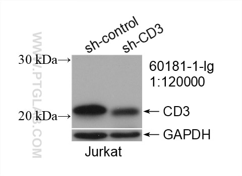 WB analysis of Jurkat using 60181-1-Ig